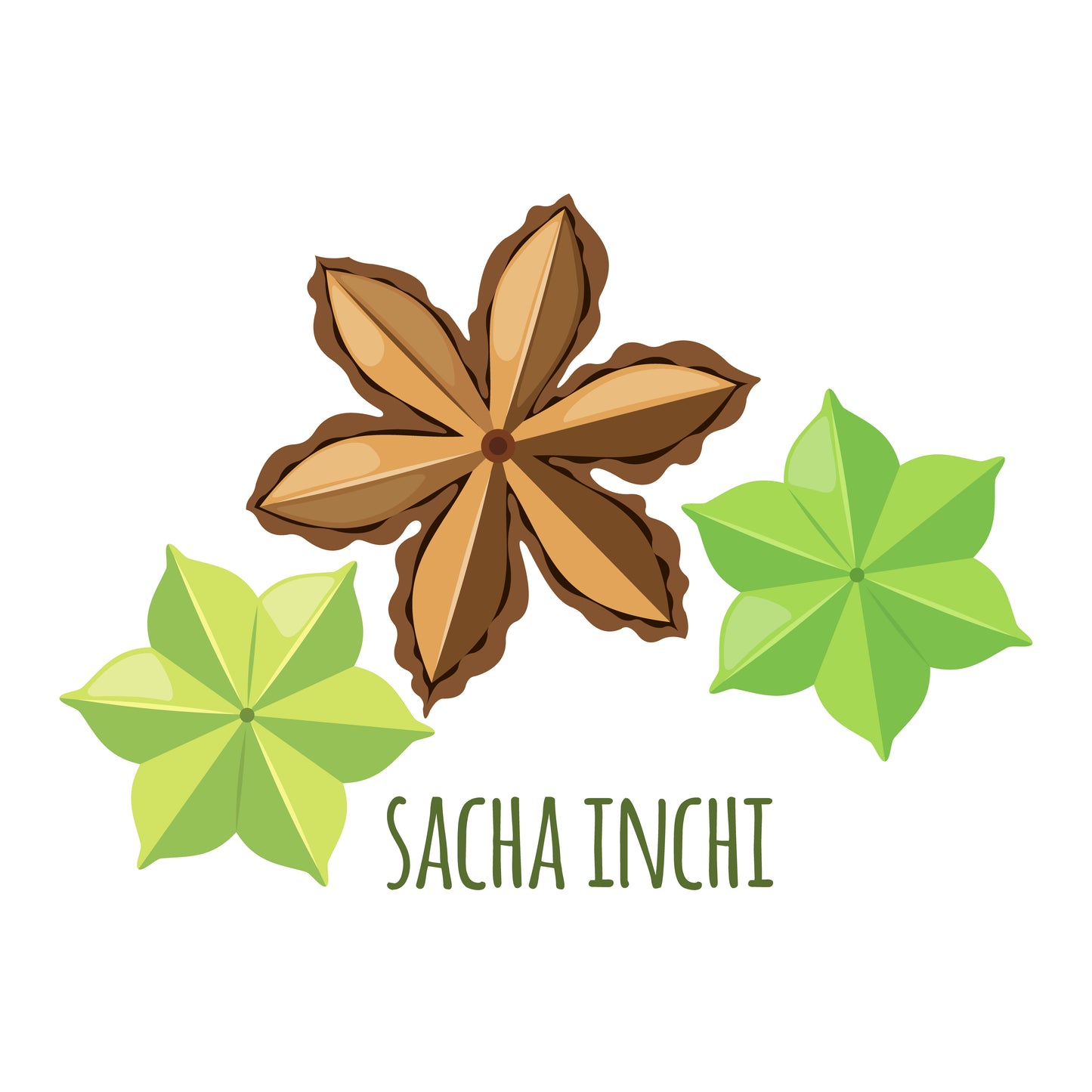 Sweet & Nutritious: Sacha Inchi Coated in Sugar Cane