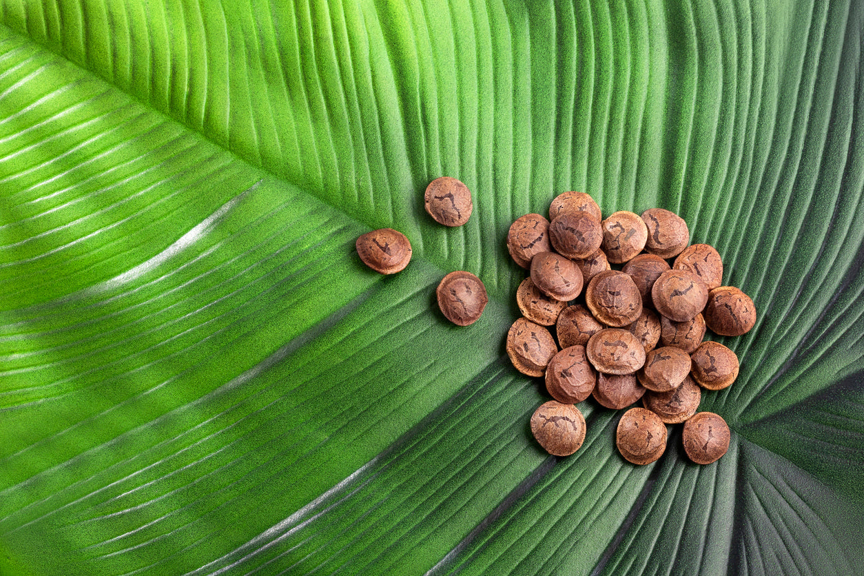 Pure and Simple: Natural Sacha Inchi Nuts